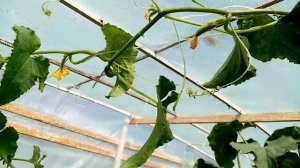 Теплица!!!    .  Как УДОБРЯЮ Грядки Куриным ПОМЁТОМ в Теплице...   23 августа 2021г.