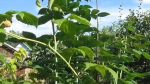 Ежевика не колючая ?