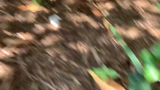 Big Sabal minor Surrounded by Seedlings in Bartholdi Park, Washington, D.C. смотреть онлайн