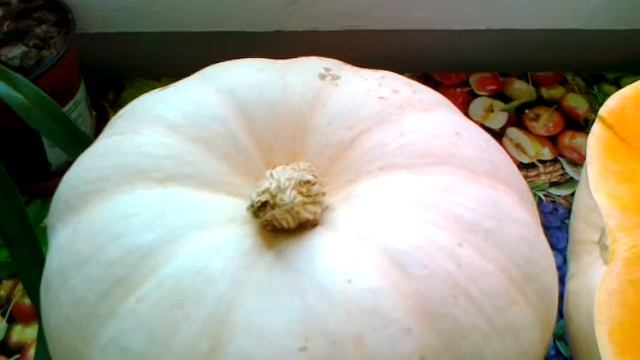 Тыква Крошка. Отзыв о сорте и способ выращивания. смотреть онлайн