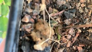 Цветок-женское счастье-«Спатифиллум»на радость