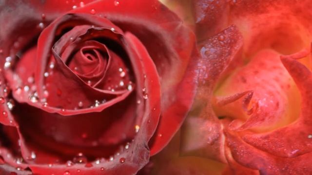 Романс "Завяли розы..." смотреть онлайн