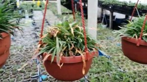 Гвоздика ампельная. Описание, обзор.