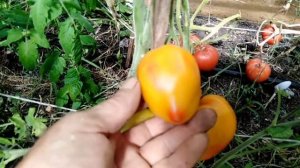 Томат Русское сердце Доусона (Dawson’s Russian Oxheart).