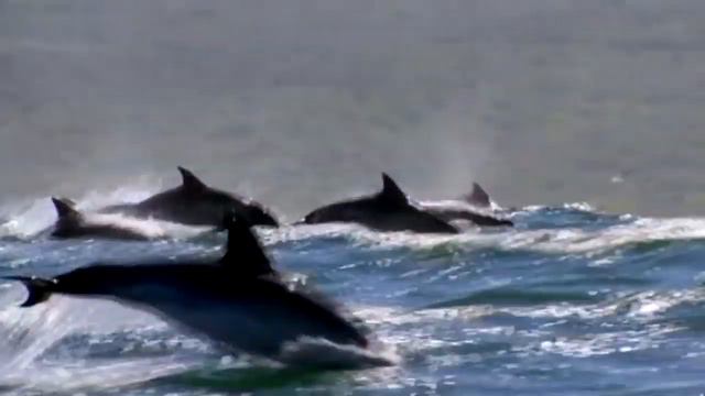 Жизнь природы в красивом взгляде //. смотреть онлайн