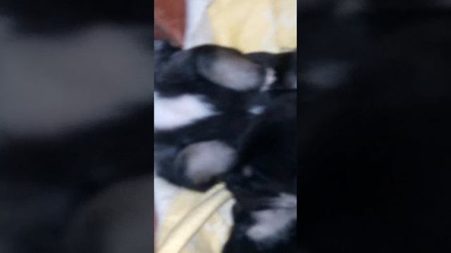 В нашей стае пополнение на 7 щенят