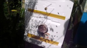 борьба с роение пчел на пасеке - деление семей на пол лета