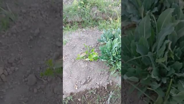 Лимон в огороде.