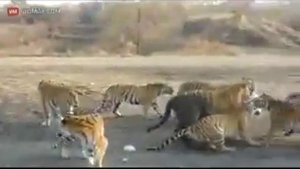 Кормление тигров