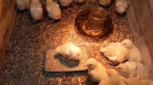 Отключили свет, цыплята замерзают?
