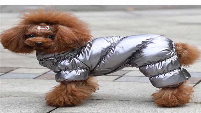 алиэкспресс одежда для чихуахуа зимняя смотреть онлайн