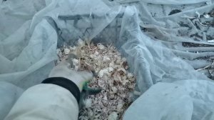 Посадил чеснок озимый