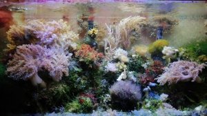 Простой морской аквариум. Пенник и осмос - нужны или нет?