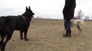 Овчарка (черного окраса) (ВЕО)