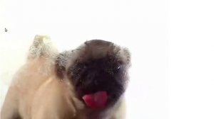 A Pug is Licking Your Screen