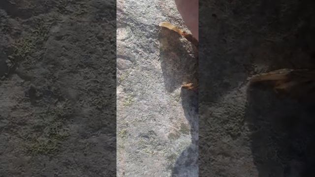 Гигантский морской ёрш пойман на удочку 31 мая. Был выпущен обратно в море. смотреть онлайн