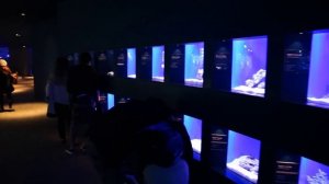 Tokyo Solamachi - Sumida Aquarium