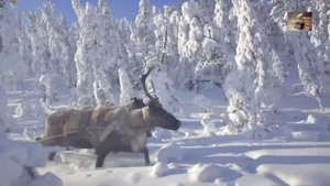 ? САМЫЕ ХОЛОДНЫЕ ГОРОДА: ГДЕ В РОССИИ ХОЛОДНЕЕ ВСЕГО?