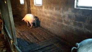 Результат кормление свиней! 9 месяцев