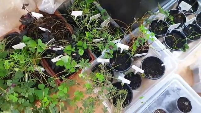 Луковичная кислица 26 апреля 2021г