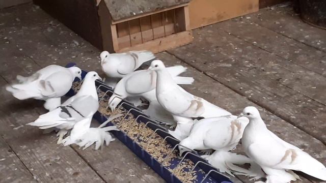 9 ноября 2022 г. смотреть онлайн