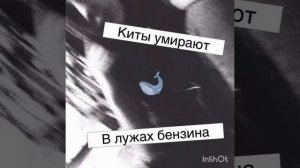 Найтивыход "Киты умирают в лужах бензина"