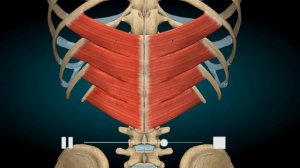 Зубчатые мышцы. Движения.