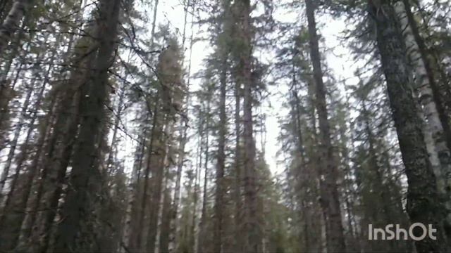 12 окт 2часть Чага Осень смотреть онлайн