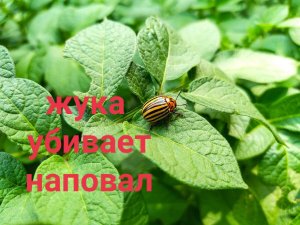 100% результат! Убивает колорадского жука! Не поверила, пока не попробовала!