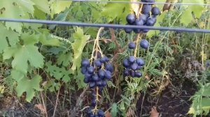 Виноград Черная вишня. Сезон 2017. (Неполивной участок)