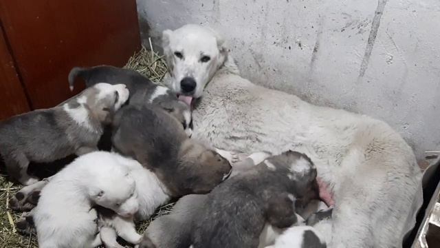 Жизнь Щенков САО с 23 дня по 35 тый. #сао #тобет #алабай #щенки смотреть онлайн