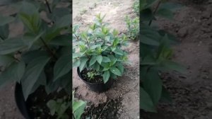 Можно ли растить метельчатую гортензию в кашпо?