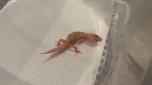 Маленький эублефар | Первый малыш сезона 2022