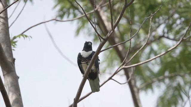 Black Baza смотреть онлайн