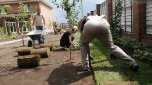 УКЛАДКА ГАЗОНА, МЯТЛИК