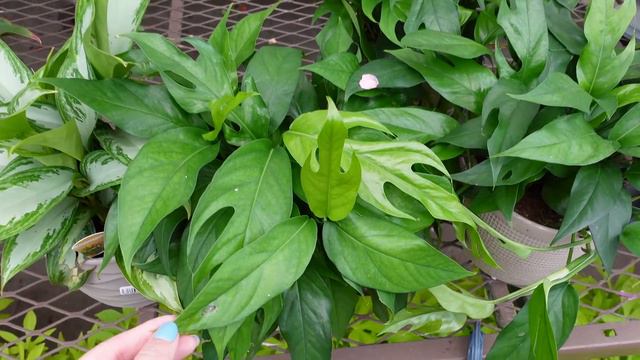 Plant Shopping Day at Lowe's Big Box Store! | 2 locations! | New Trending Tropicals and Plant haul смотреть онлайн