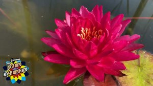 Нимфея Bangkok Miracle (Бангкокское чудо) кувшинка, waterlily, водные растения, пруд