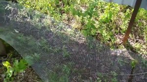 Завоз песка. Выравнивание участка. Часть 1.