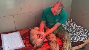 Львенок-инвалид делает гимнастику с Олегом Зубковым  и получает от  него лечебный массаж!