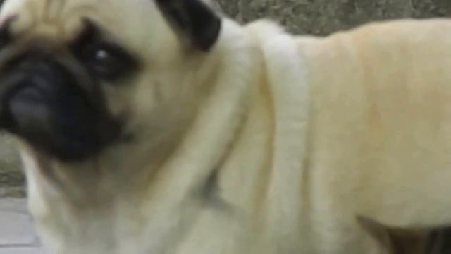 Мопс кормит котенка смотреть онлайн