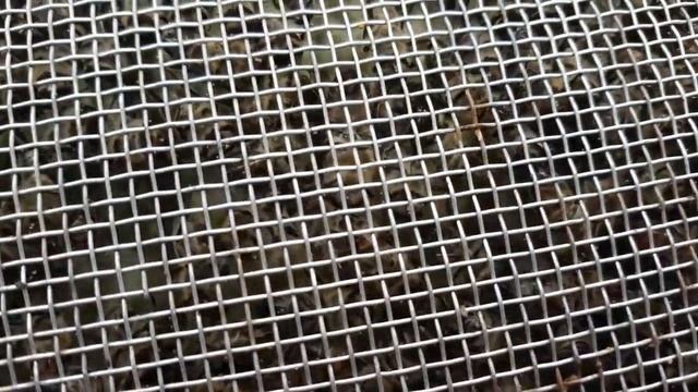 СКОЛЬКО КЛЕЩА РОЙ ПРИНЕС С СОБОЙ НА ПАСЕКУ? смотреть онлайн