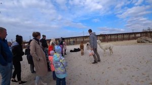 АЛЬПАКА ПАРК В БЕЛОМ КОЛОДЦЕ ПОД ВОРОНЕЖЕМ