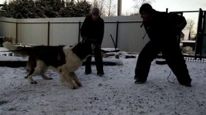 Лев Могута. Московская сторожевая. 1г.9мес. Защита хозяина.