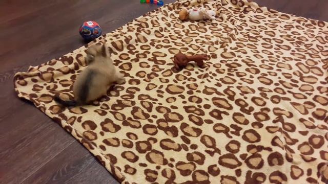 Соболиный мальчик смотреть онлайн