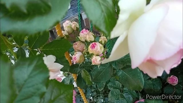 Утро понедельника. Пьер де Ронсар, Леонардо да Винчи, Мишка. Как же вами налюбоваться... розы! смотреть онлайн