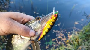 Порыбачил пару часов на деревенском пруду! Первые осенние поклёвки!