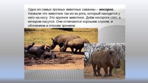 Животные саванн. Африка география 8кл