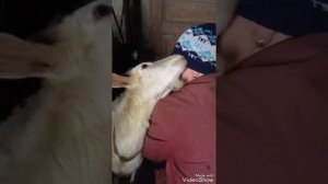 Дойка козы. Проявление ласки. Коза прижимается , целуется.