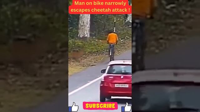 Man on bike narrowly escapes cheetah attack  #short #short #shortvideo #shortsvideo