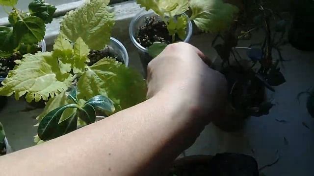 ???Мои комнатные цветы.Небольшой обзор солнечного подоконника.Февраль 2020.??? смотреть онлайн